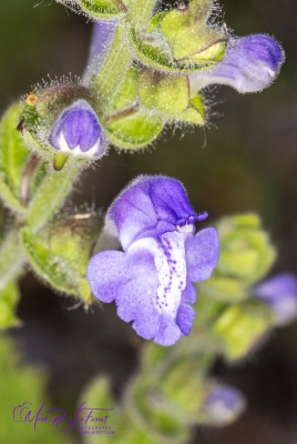 Hairy Skullcap May 2026